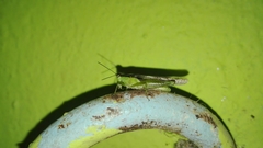 Paulinia acuminata