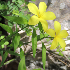 Haplophyton crooksii