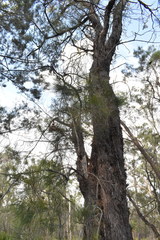 Allocasuarina inophloia