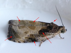 Olethreutes connectum