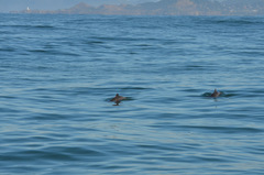 Phocoena phocoena vomerina