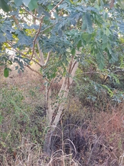 Dalbergia lanceolaria