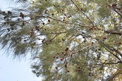 Allocasuarina inophloia