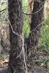 Allocasuarina inophloia
