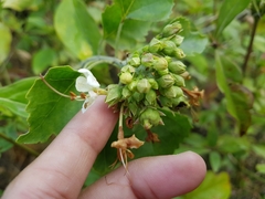 Clerodendrum phlomidis