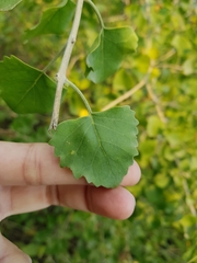 Clerodendrum phlomidis