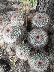 Mammillaria scrippsiana