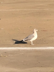 Larus californicus