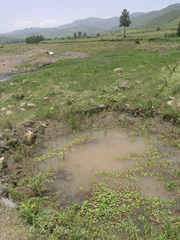 Pseudagrion massaicum