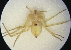 Philodromus longipalpis