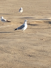 Larus californicus