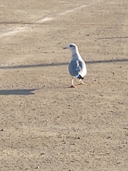 Larus californicus