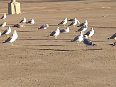 Larus californicus