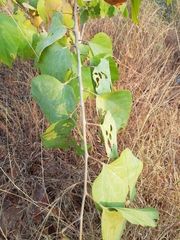 Eriolaena hookeriana