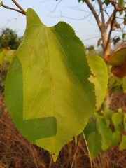 Eriolaena hookeriana