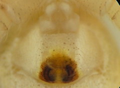 Philodromus longipalpis