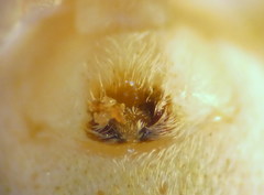 Philodromus longipalpis