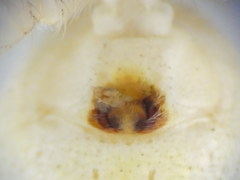 Philodromus longipalpis