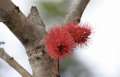 Geissois pruinosa