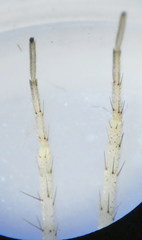 Philodromus longipalpis