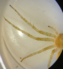 Philodromus longipalpis