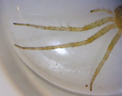 Philodromus longipalpis