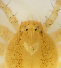 Philodromus longipalpis