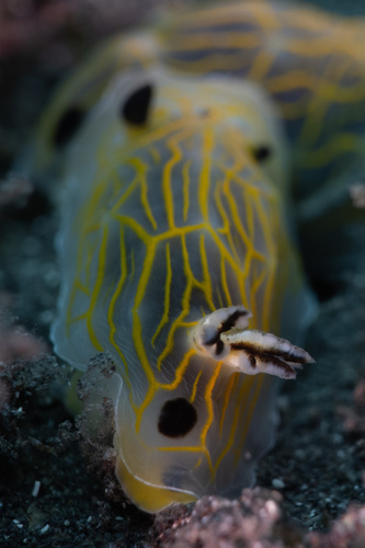 Halgerda formosa