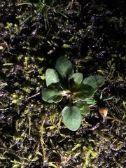 Veronica serpyllifolia