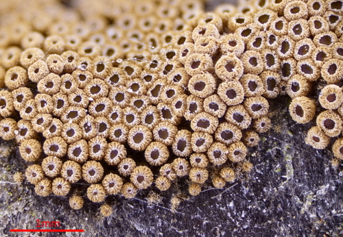 Merismodes