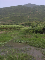 Pseudagrion massaicum