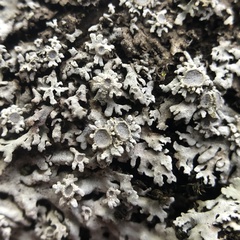Physconia californica