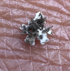 Physconia californica