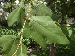 Platanus mexicana