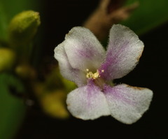 Helicteres angustifolia