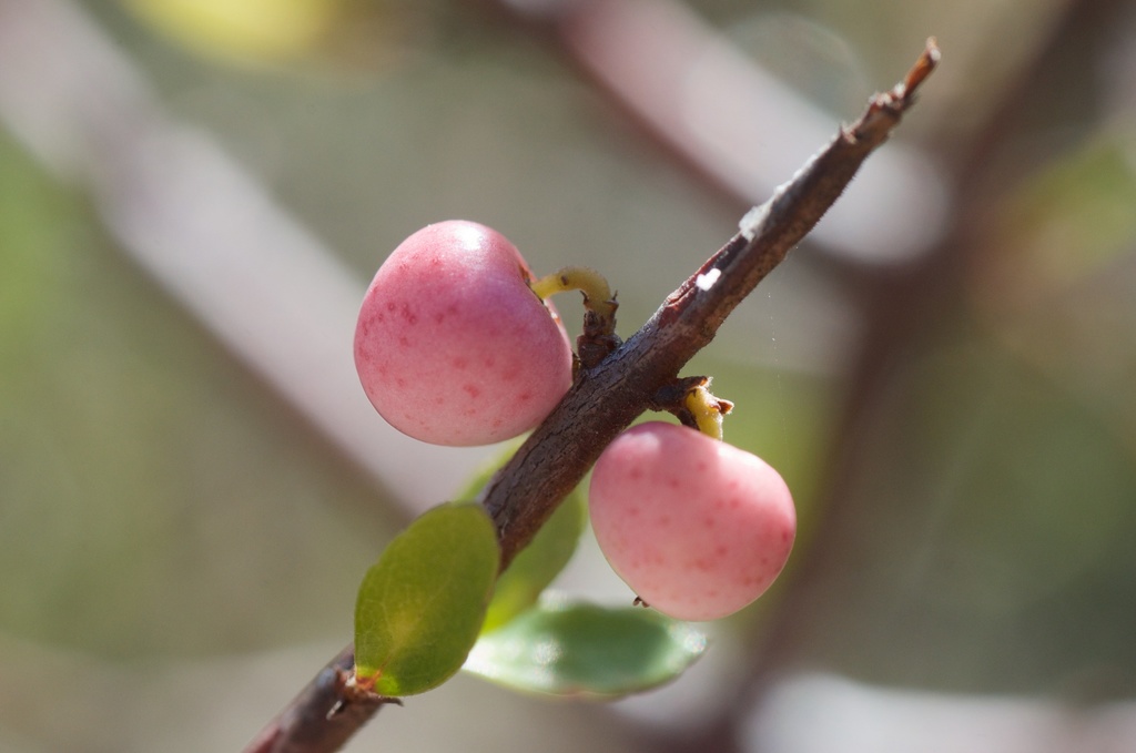 Mountain Wineberry