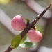 山酒莓 - Photo (c) Jon Sullivan，保留部份權利CC BY-NC