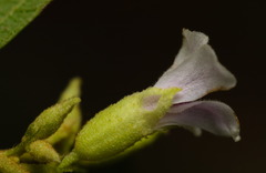 Helicteres angustifolia