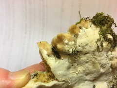 Tyromyces galactinus