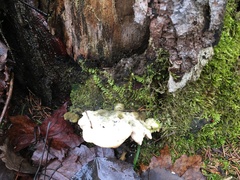 Tyromyces galactinus