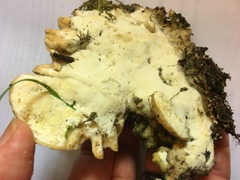 Tyromyces galactinus