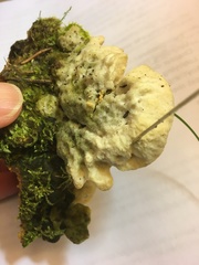 Tyromyces galactinus