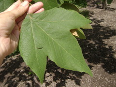 Platanus mexicana