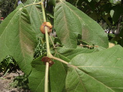 Platanus mexicana