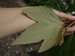 Platanus mexicana