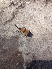 Calopteron reticulatum