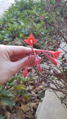Fuchsia triphylla