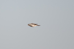 Zonotrichia leucophrys