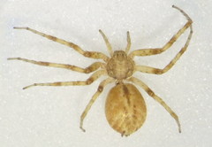 Philodromus praedatus