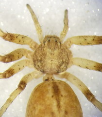Philodromus praedatus